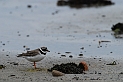 Ringed plover - B